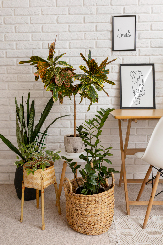 Comment décorer avec des plantes d'intérieur