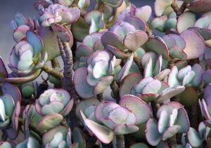 Comment décorer son intérieur avec des plantes succulentes ?