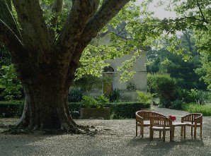 Quel arbre planter dans son jardin ?