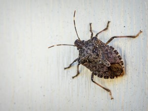 Comment se débarrasser des punaises dans une maison ?