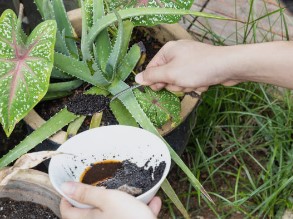 Quelles plantes n'aiment pas le marc de café ?