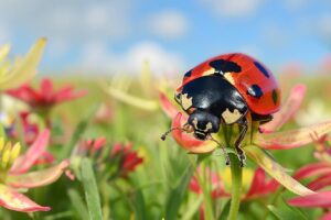 Que mange une coccinelle ? Découvrez le régime alimentaire fascinant de cet insecte coloré