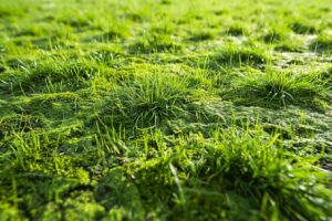 Comment éliminer naturellement la mousse de votre pelouse avec des remèdes de grand-mère efficaces