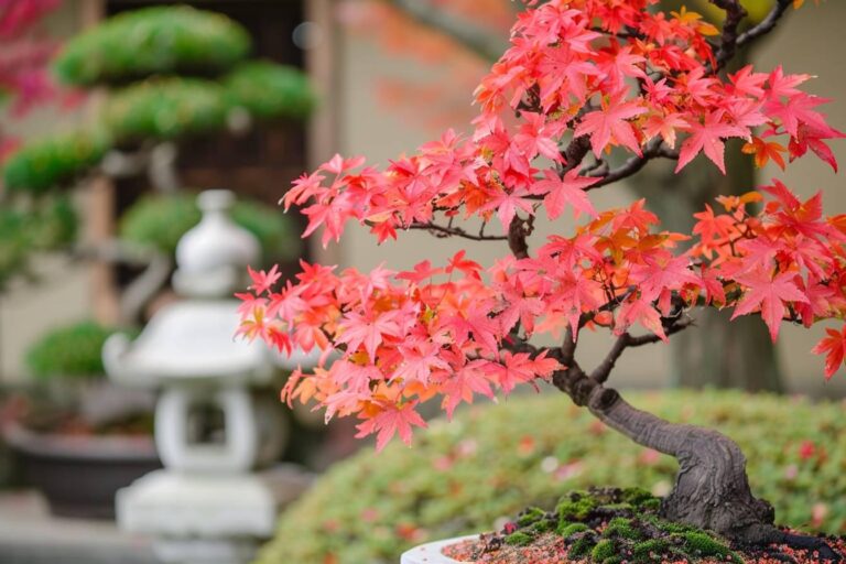 Comment tailler un érable japonais : guide complet pour une coupe parfaite et un arbre en pleine santé