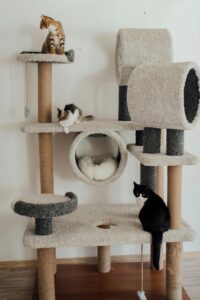 Conseils pour choisir un arbre à chat qui corresponde à la fois à votre chat (suivant sa race) et aussi à votre décoration d'intérieur