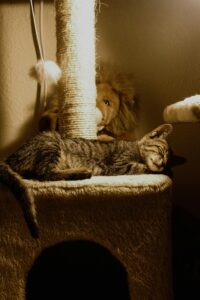 Conseils pour choisir un arbre à chat qui corresponde à la fois à votre chat (suivant sa race) et aussi à votre décoration d'intérieur